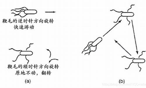 细菌觅食   源码_细菌觅食算法路径优化代码